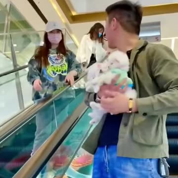 What a cute puppy I also want🐩😍😍