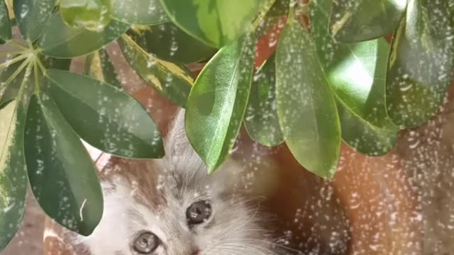 The beautiful cats