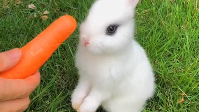 White rabbits eat cute grown pets # bunnies