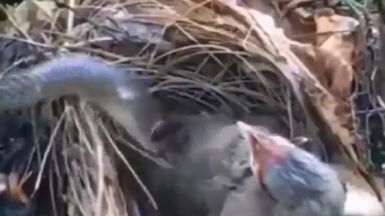 Snake Attacking Nest