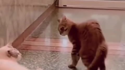 Cat funny video