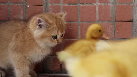 Three cute kittens watch ducklings swim and bathe.