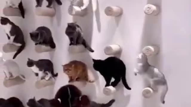 Cute cats | How many cats can you count? Answer Below |