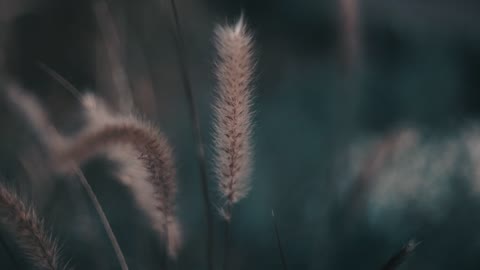 grass view for nature lovers