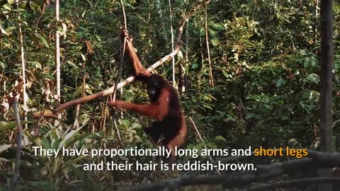 Orangutan _ Description, Characteristics and Facts!