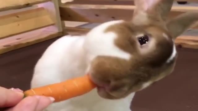 Funny and Cute Baby Bunny Rabbit Videos - Baby Animal Video Compilation-16