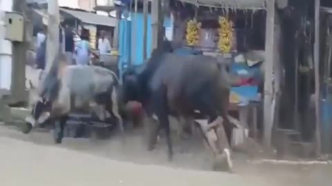 Cow Fighting