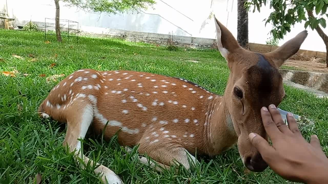 My pet deer