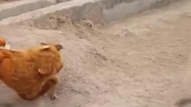 Lion False Vs Dogs