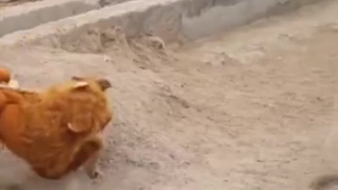 Lion False Vs Dogs