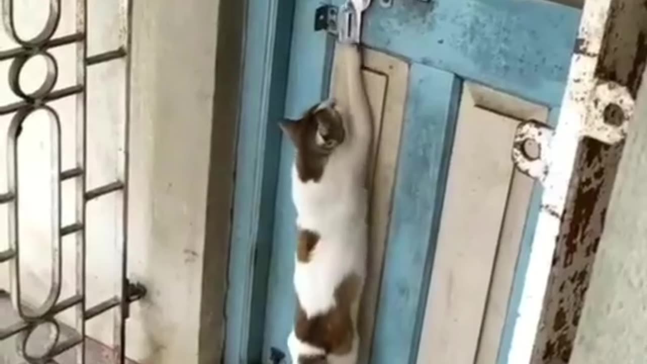 Cats amazing activities 😯🤭