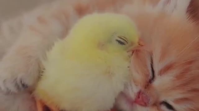 CUTE KITTEN AND CHICK CUDDLING TOGETHER