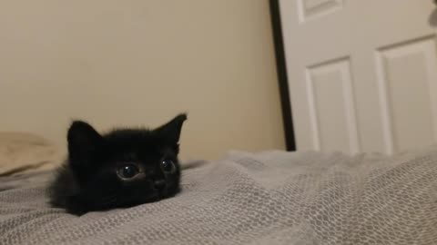 Playful Kitten's Whimsical Adventures 🐾 🐱
