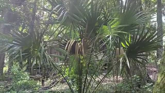 Creepy abandoned cabin in the Everglades