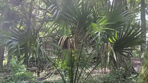 Creepy abandoned cabin in the Everglades