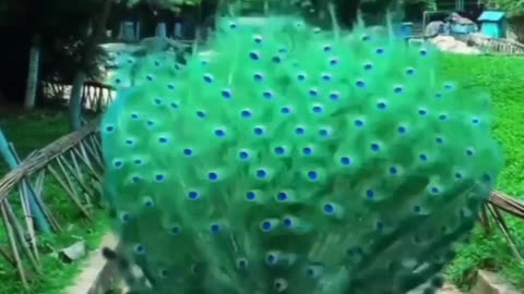 peacock funny video