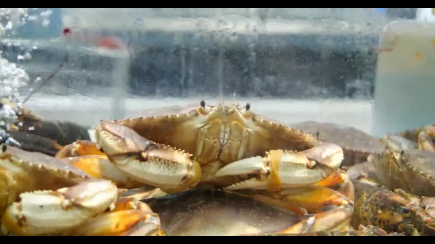 The big crab in the tank