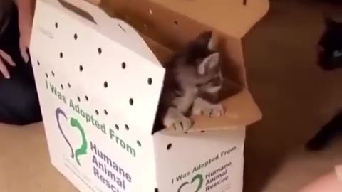 Funny cute Cats