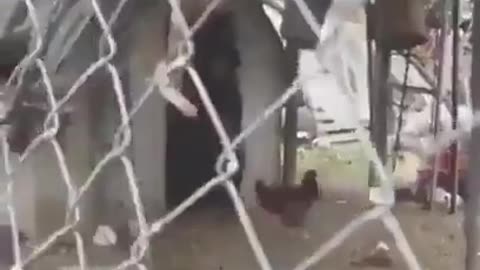 🦎🦎🦎🦎🦎🦎