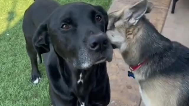 Smart # dog traning video and kissing