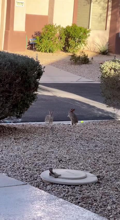 We played a version of this game when young 🤣