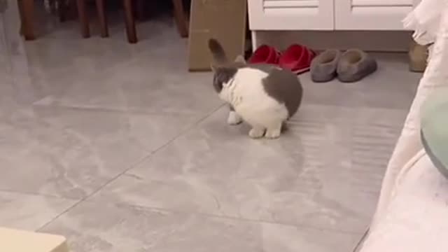 Cute Cats and Funny Animals Compilation 😹 Try Not To Laugh Challenge - Cute Cat 085