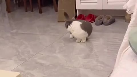 Cute Cats and Funny Animals Compilation 😹 Try Not To Laugh Challenge - Cute Cat 085