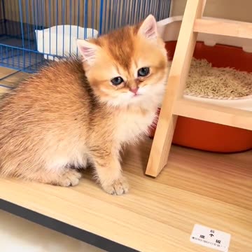 Aww the cute cat run and hit to the mirror