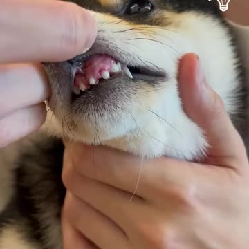 Grooming an adorable pup!