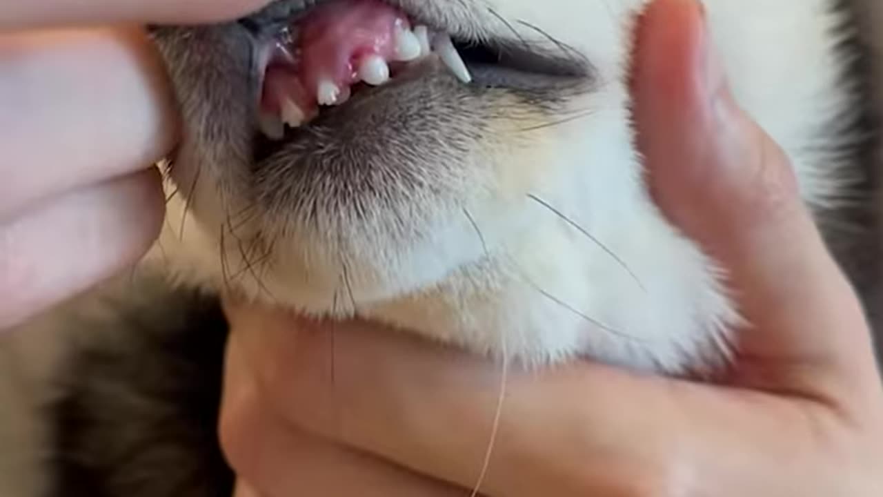 Grooming an adorable pup!