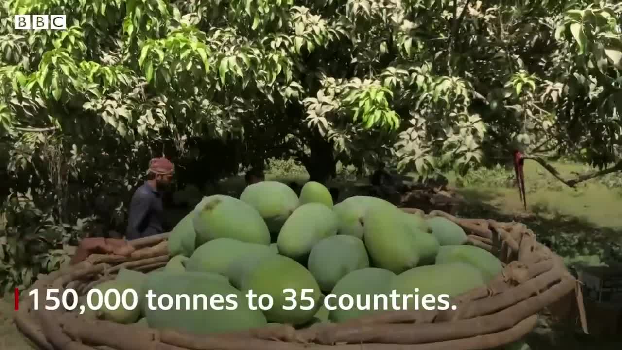 How climate change is affecting Pakistan's mango production - BBC News