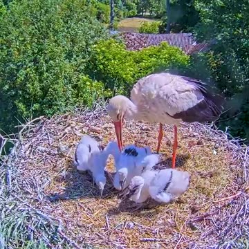 Stork nest with babies