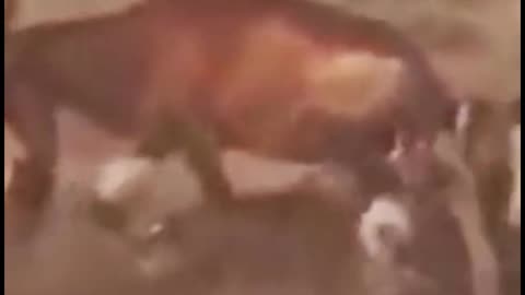 What animal was the goat besieged by?
