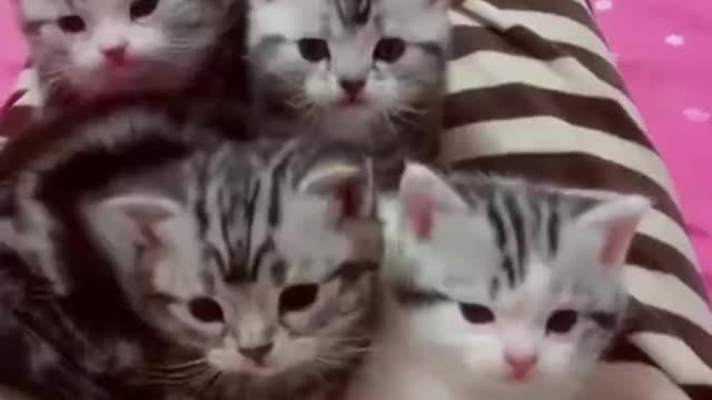 Funny cats and dog