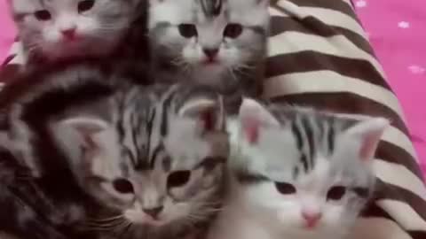 Funny cats and dog