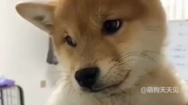 The dog's sadness when it's expression is so cute