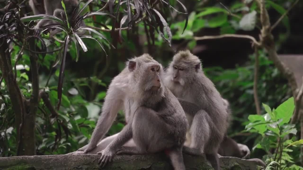 Lovely monkey couple