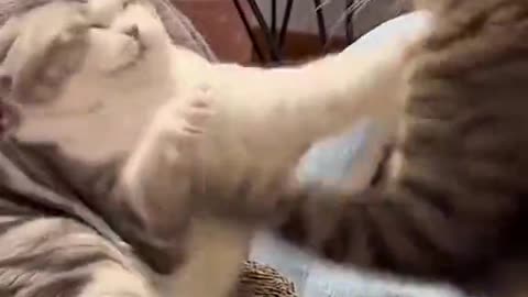 Funny Cats Video 2024