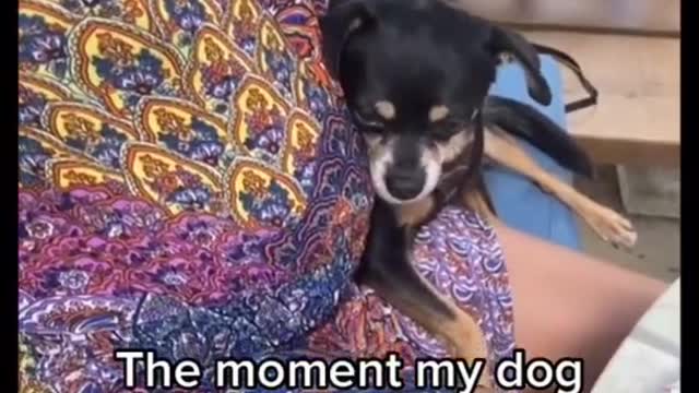 Sweet dog realizes it’s owner is pregnant
