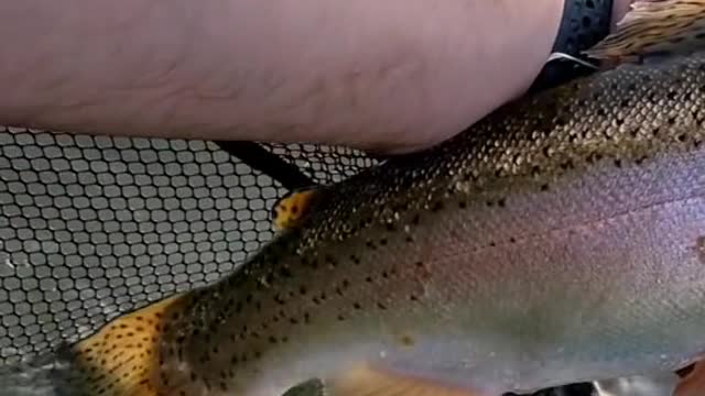 Do any other trout fight as hard as a big rainbow