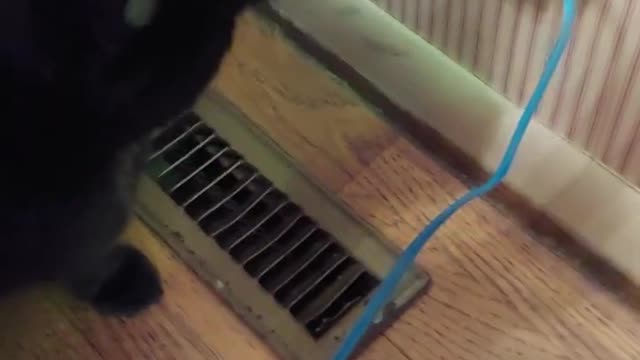 Hello? You down there, Pookie? 😆🐈⬛