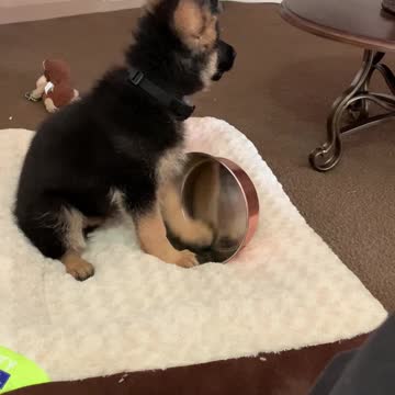 This puppy’s “I didn’t do it!” face is too cute