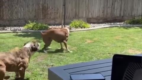 dogs and cats