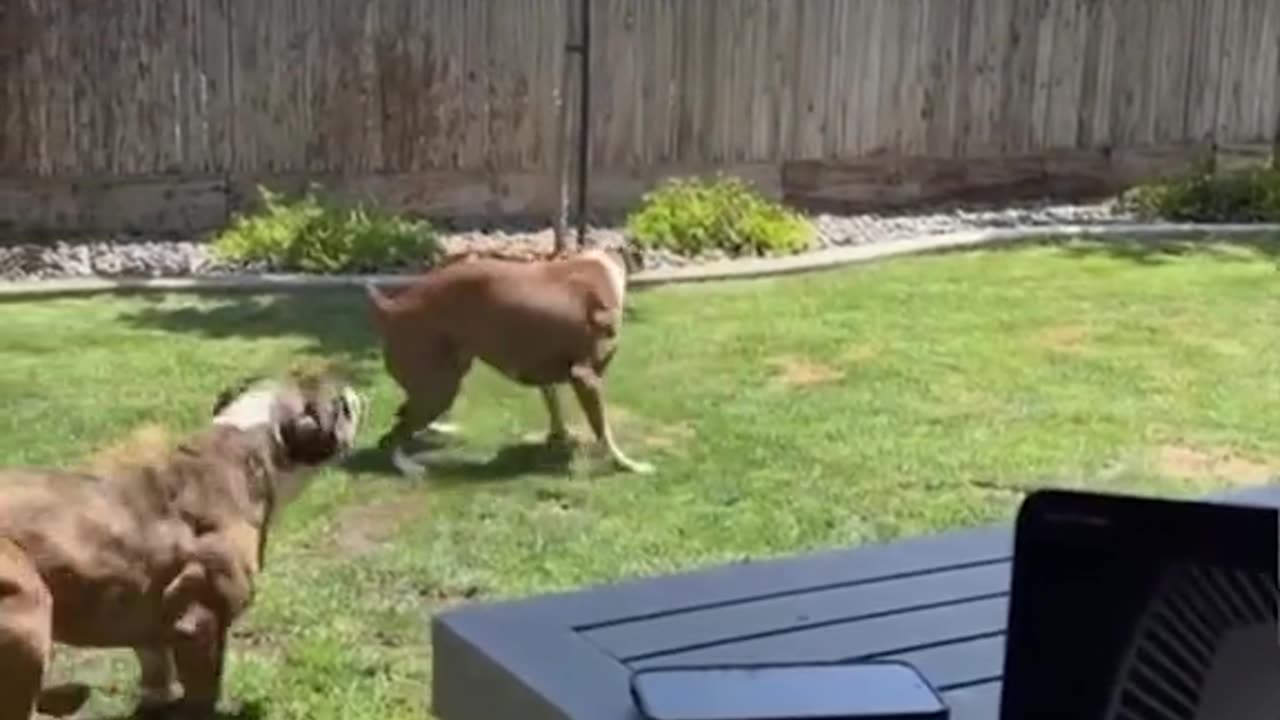 dogs and cats