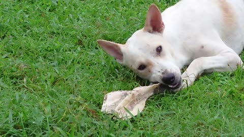 Dog Eating Bone