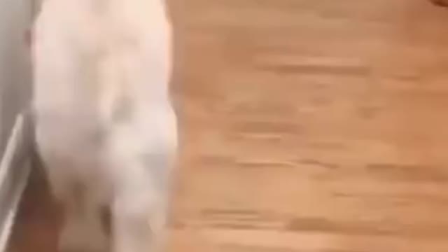 Dog and Cat Fighting Funniest video 😂😂