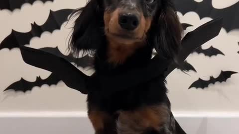 it'sfrickinbats