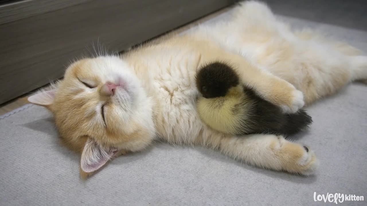 Kitten sleeps with the baby goose