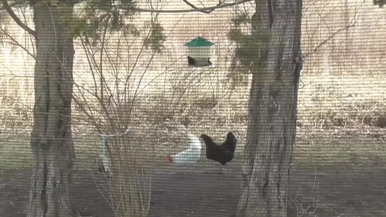 460 Pheasant and Chickens clean up after Blackbirds at feeder.