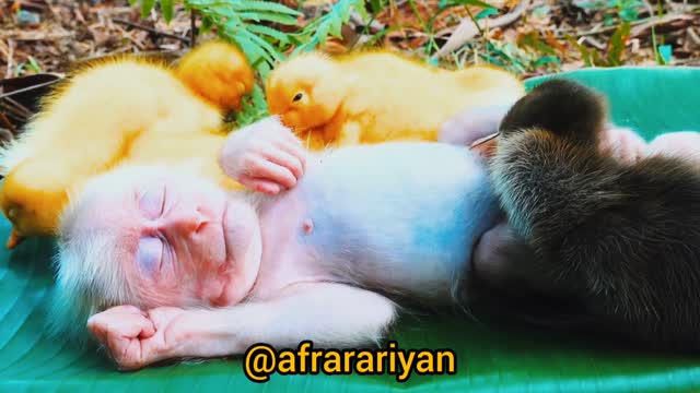 Cute 🥰🐱 monkey play with her friends